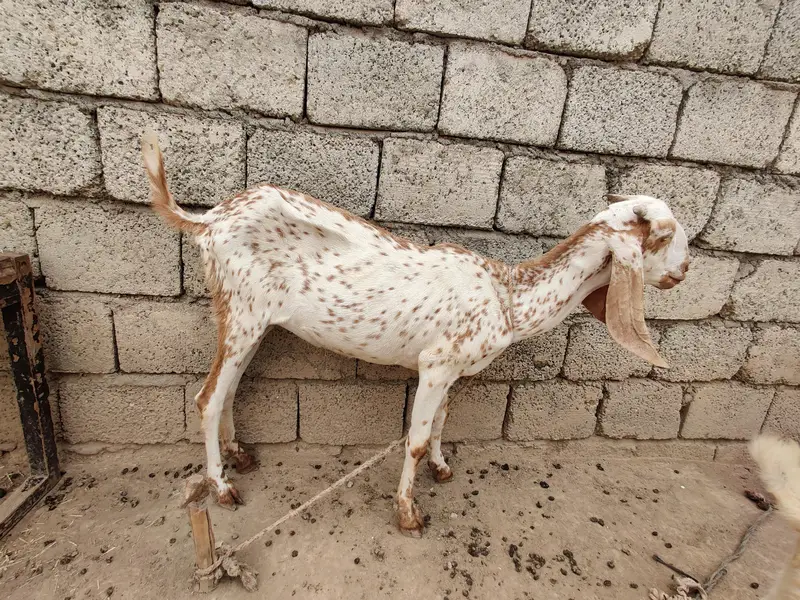 goats for sale beetal and makki cheni and Rajan puri — photo 9