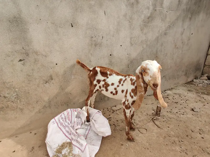 goats for sale beetal and makki cheni and Rajan puri — photo 10