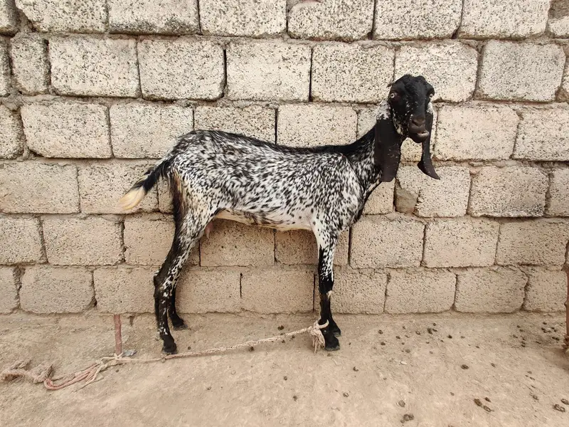 goats for sale beetal and makki cheni and Rajan puri — photo 11