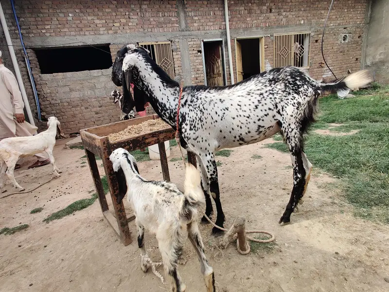 goats for sale beetal and makki cheni and Rajan puri — photo 12