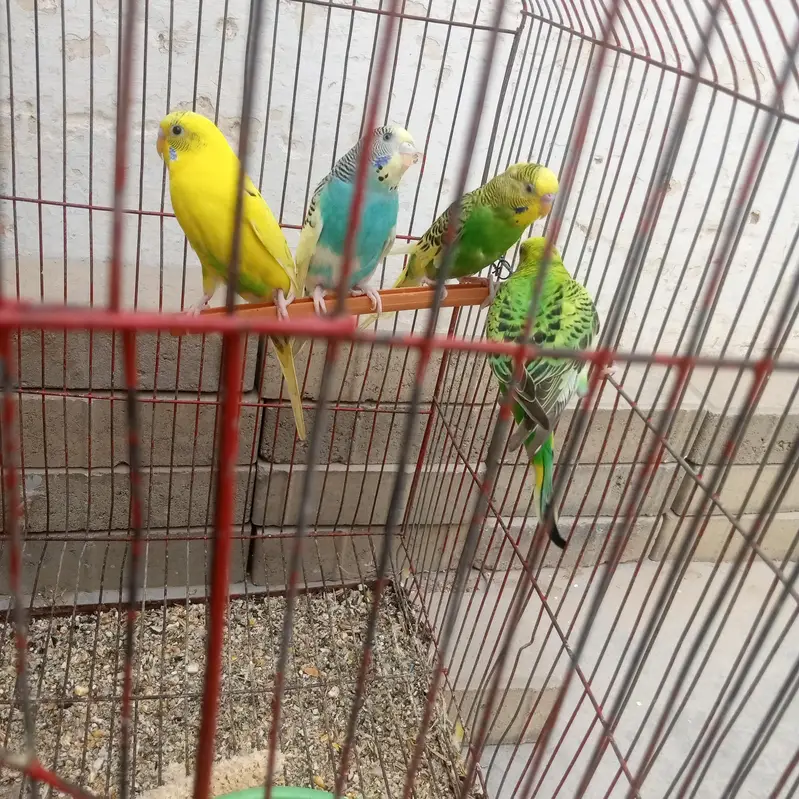Premium Quality (Bajri) Pairs For Sale — photo 6