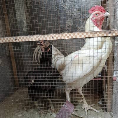 Aseel Heera Pair