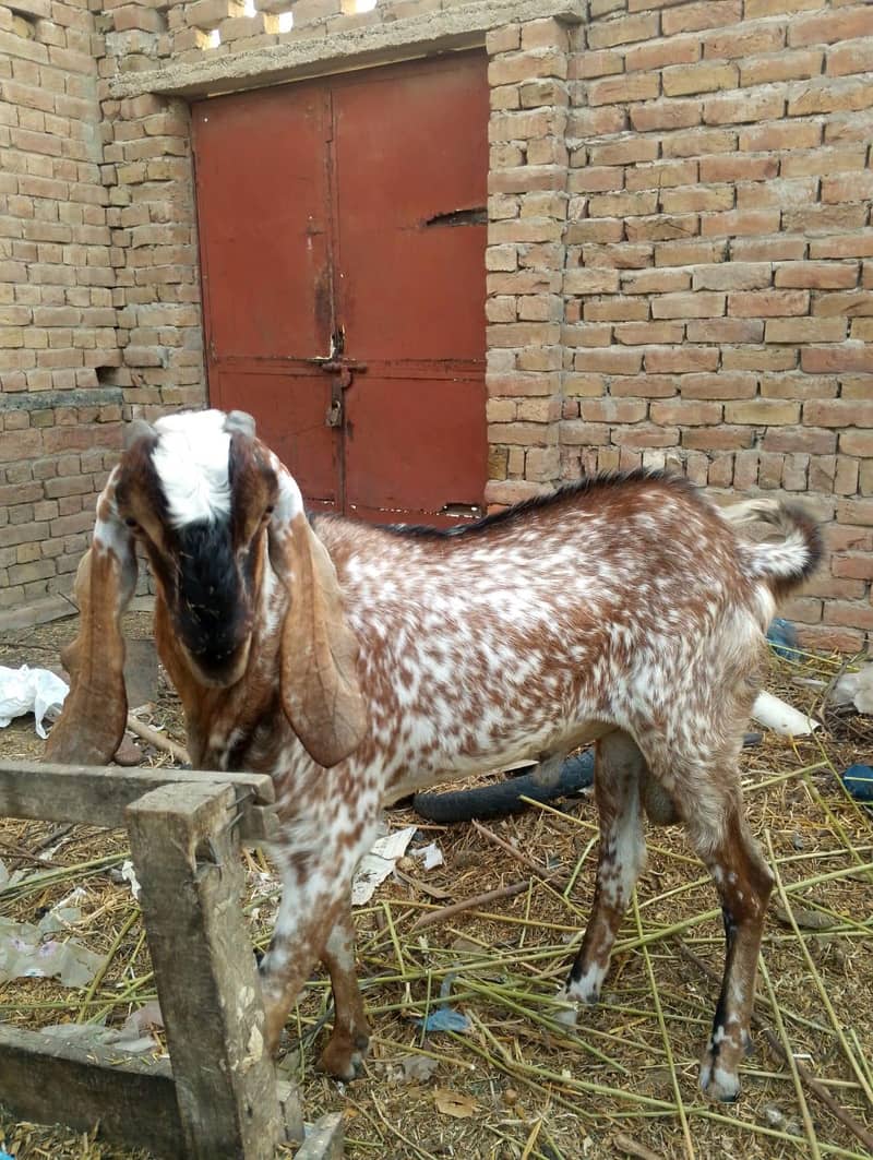 بکرا براے سیل 0