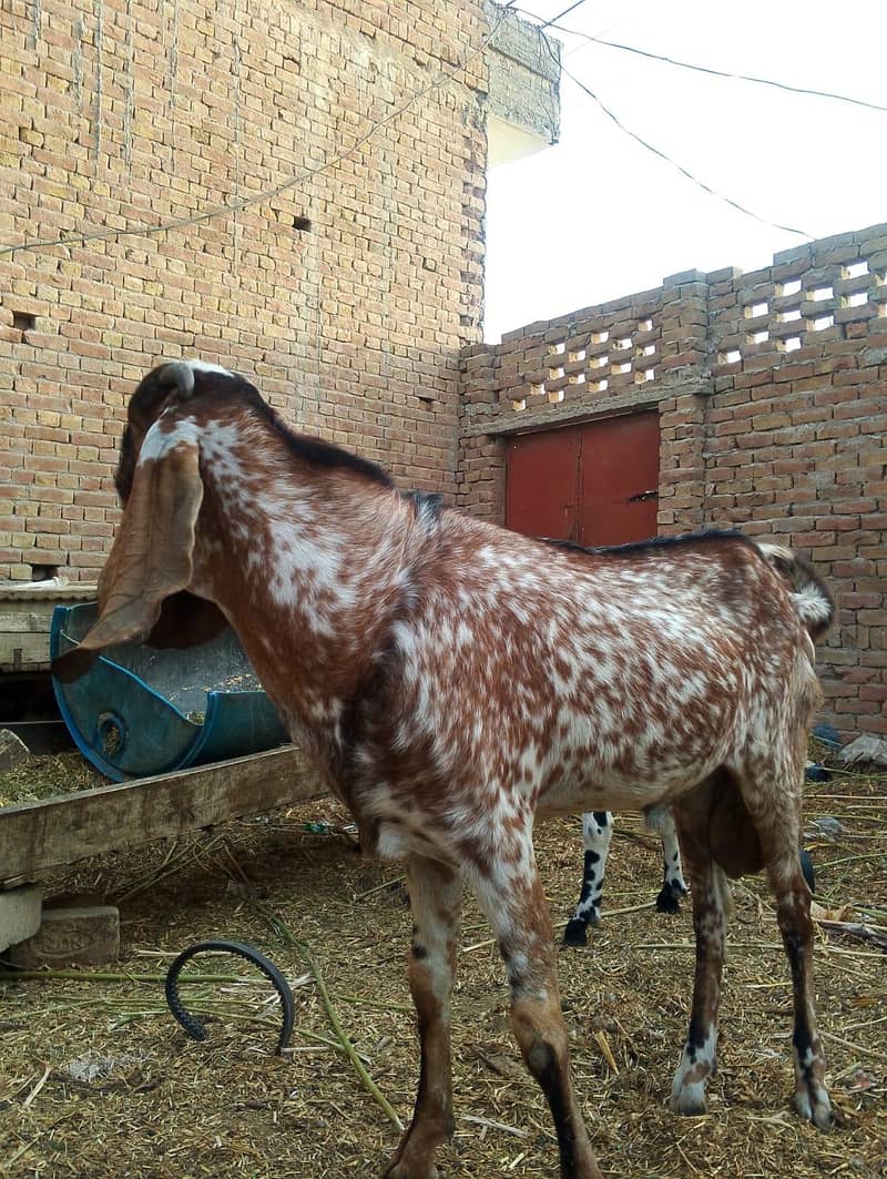 بکرا براے سیل 1
