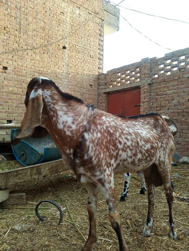 بکرا براے سیل — photo 2