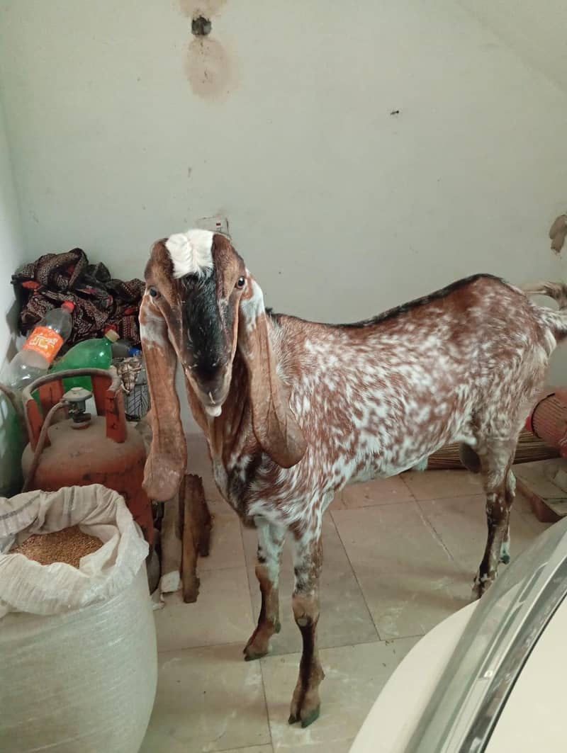 بکرا براے سیل 2