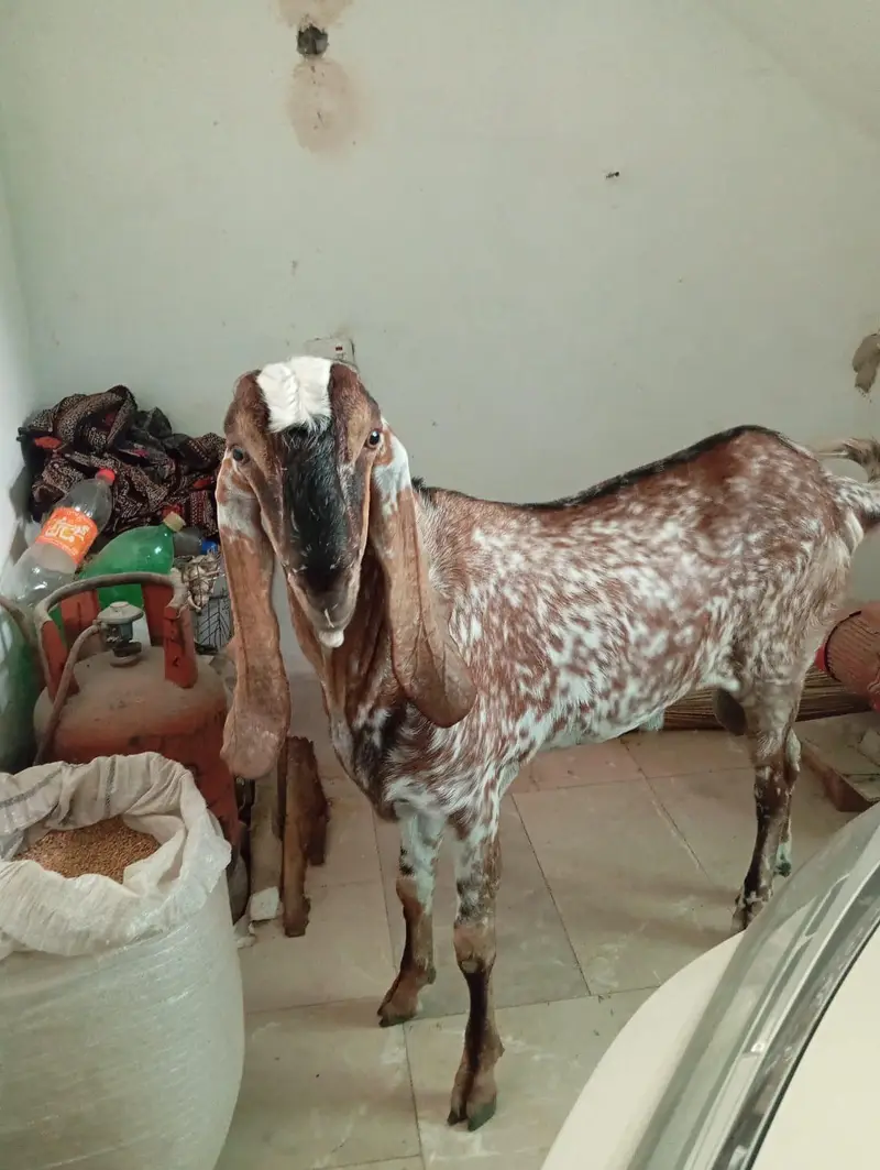 بکرا براے سیل — photo 3