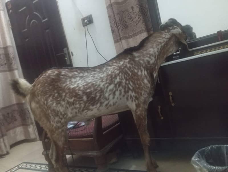 بکرا براے سیل 3