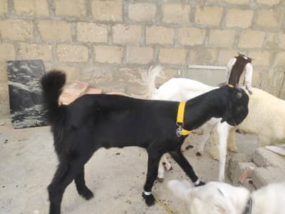 Tora Puri bakra