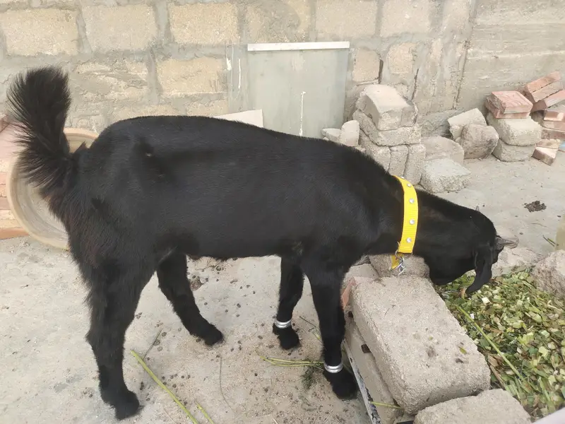 Tora Puri bakra — photo 2