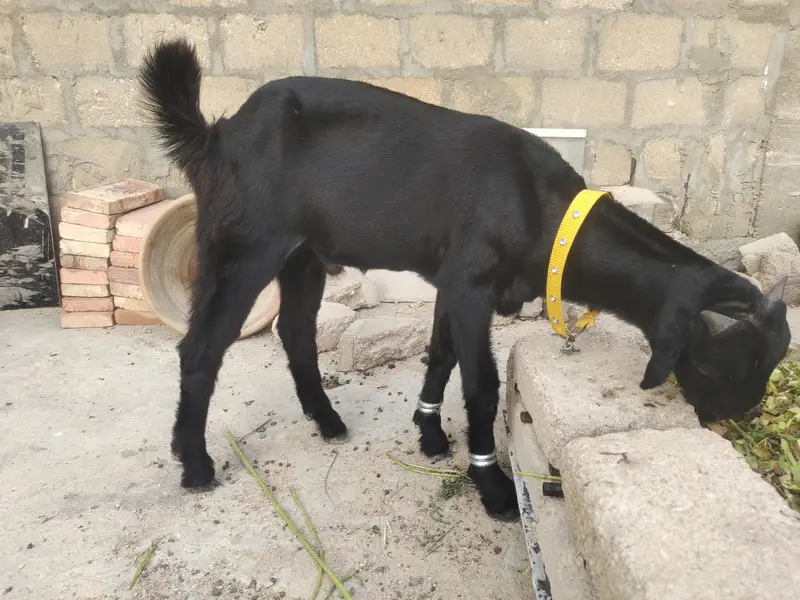 Tora Puri bakra — photo 3