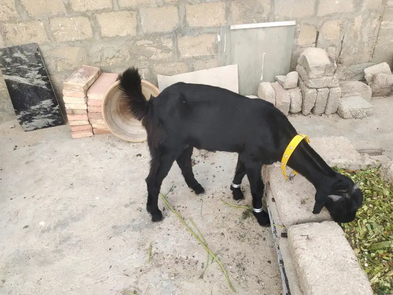 Tora Puri bakra — photo 4