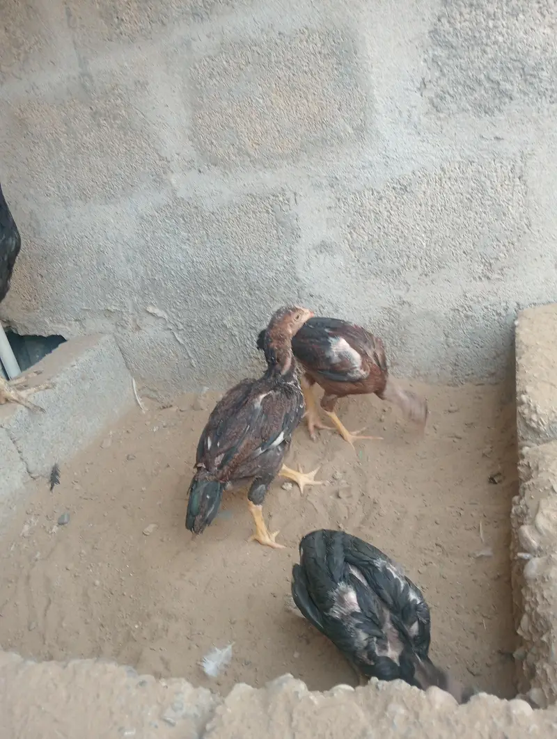 ik mhadi or oske sat bache 3 — photo 2