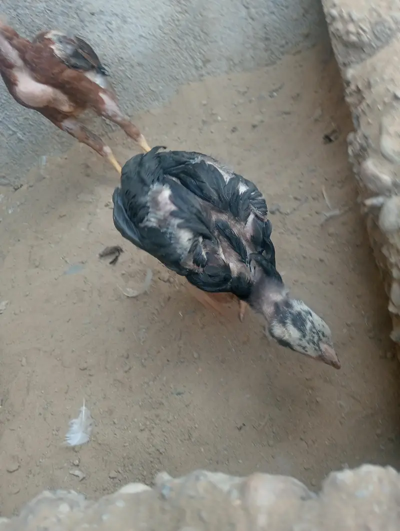 ik mhadi or oske sat bache 3 — photo 3