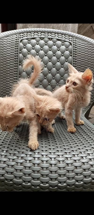 Persian double coated kittens