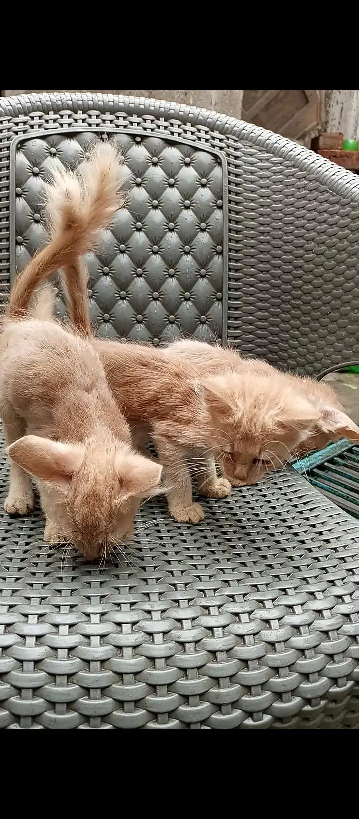 Persian double coated kittens — photo 2