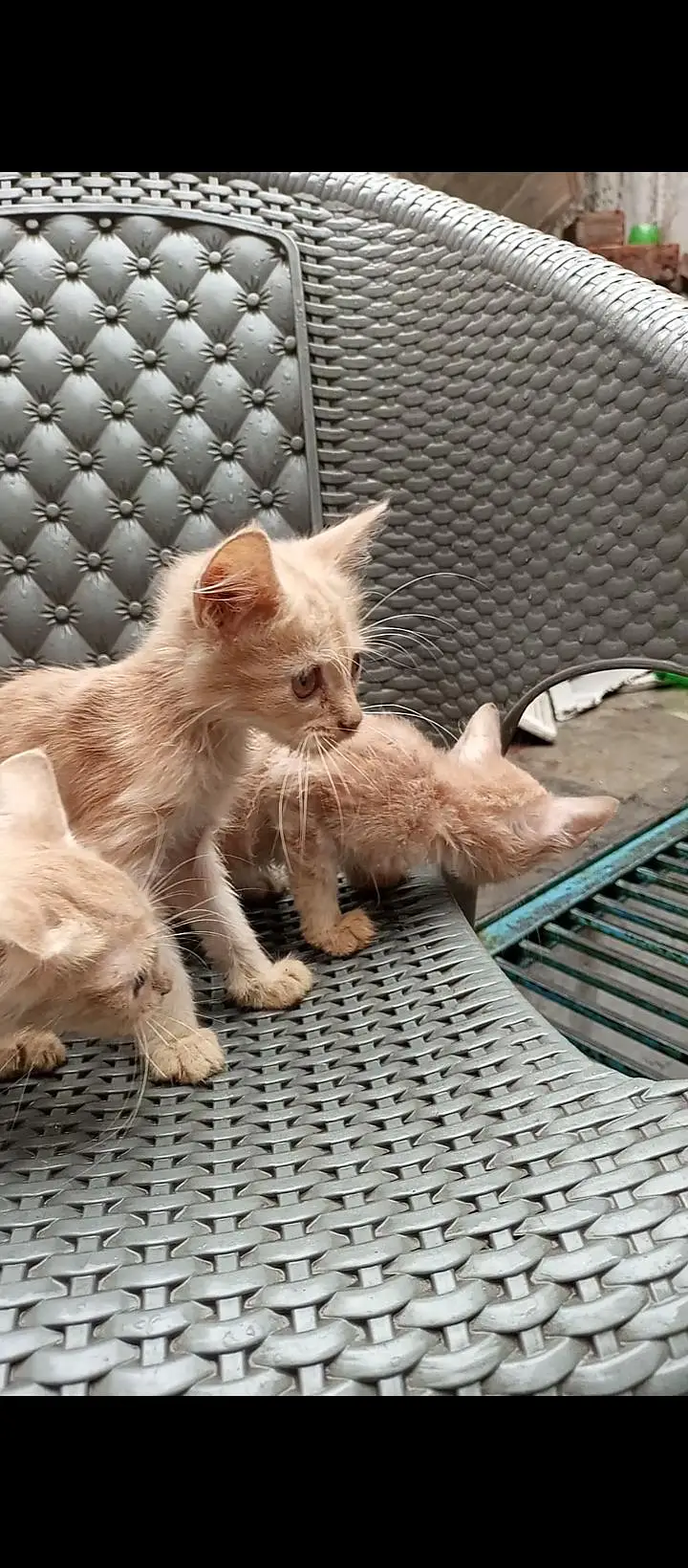 Persian double coated kittens — photo 3