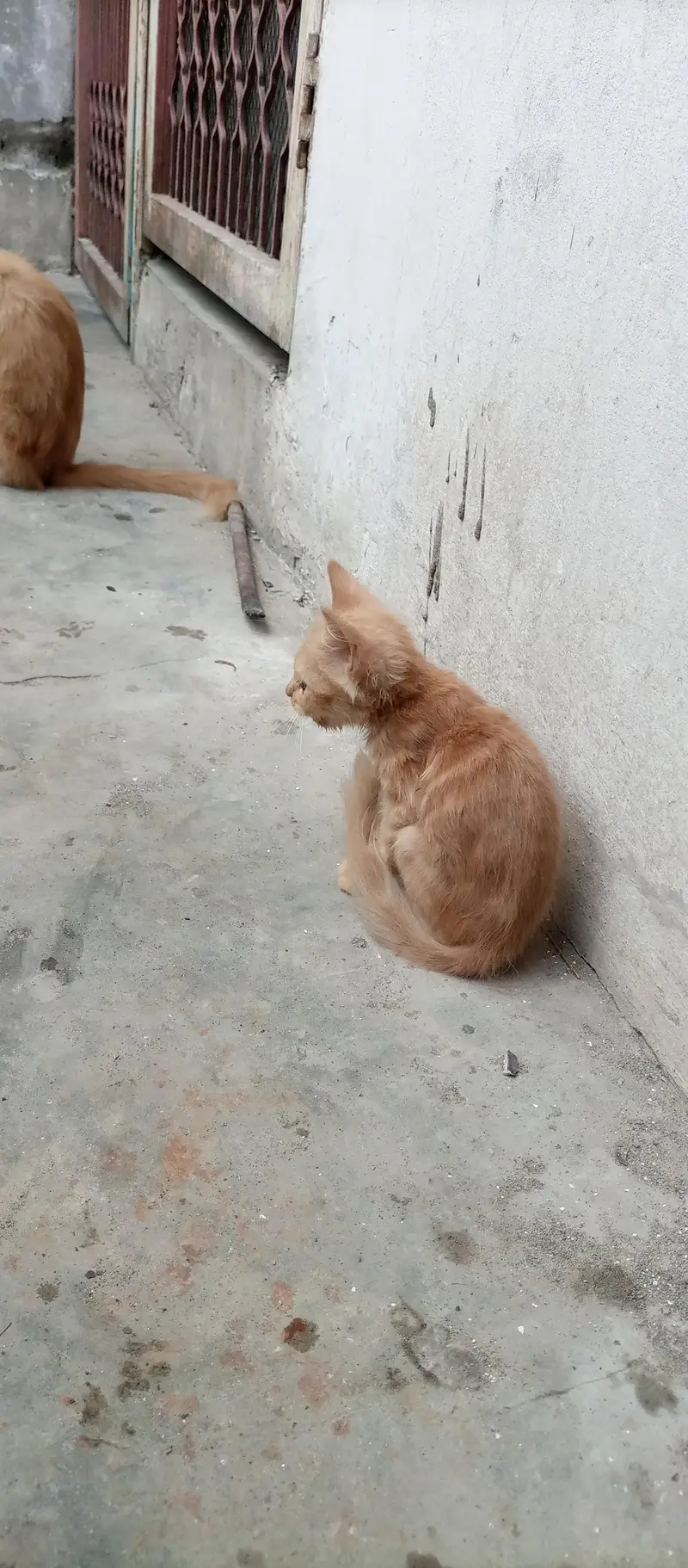 Persian double coated kittens — photo 4