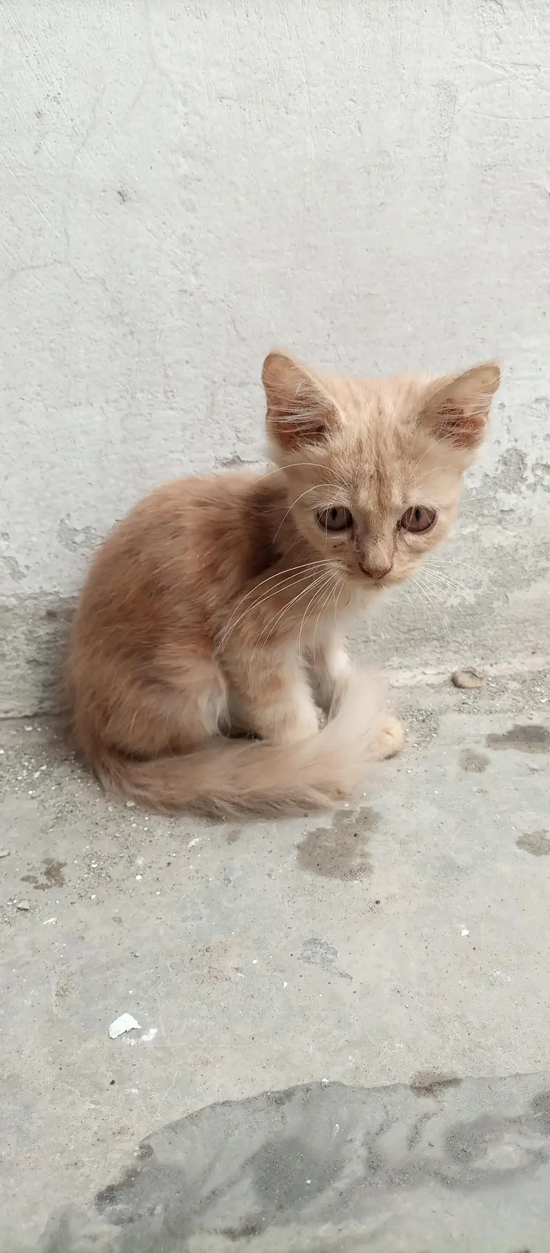 Persian double coated kittens — photo 5