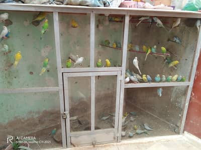 Buddgies Parrots for sale