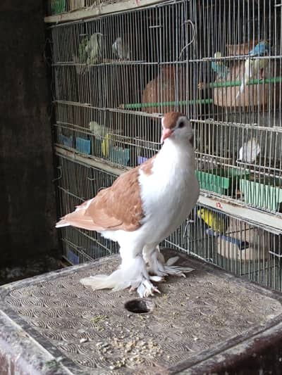 Sheraz, sentient & mixed breed Pigeon for Sale