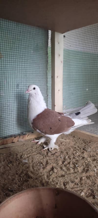 fancy pigeon