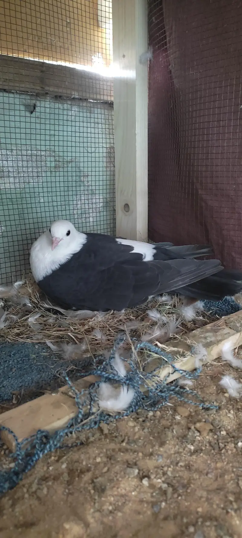 fancy pigeon — photo 2