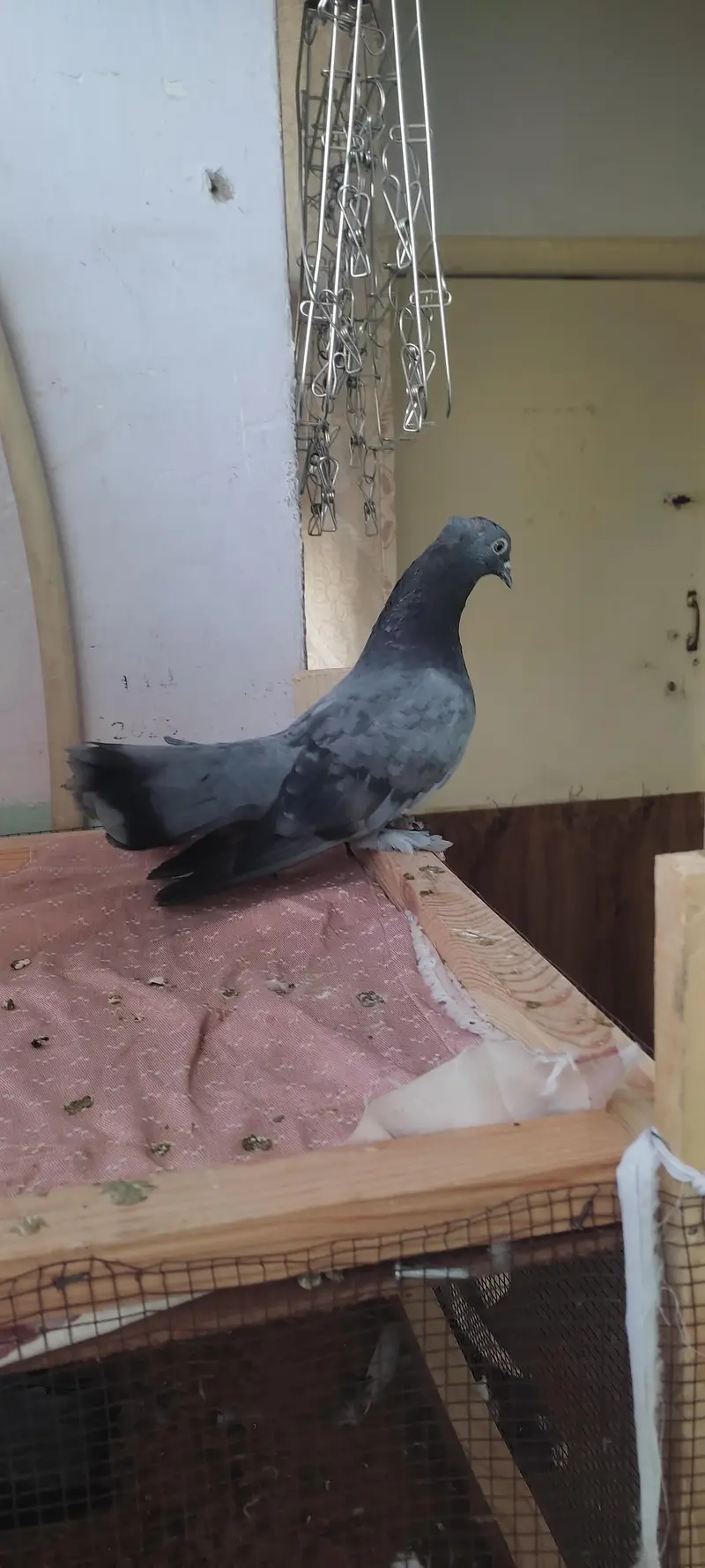 fancy pigeon — photo 3