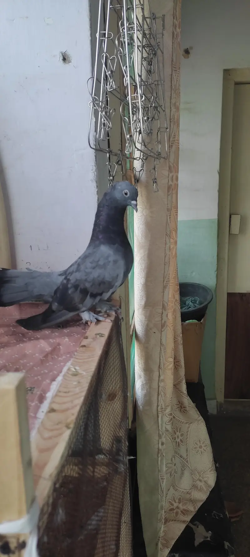 fancy pigeon — photo 4