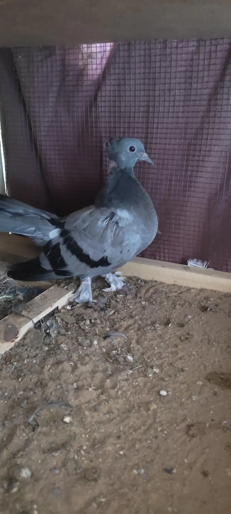 fancy pigeon — photo 5