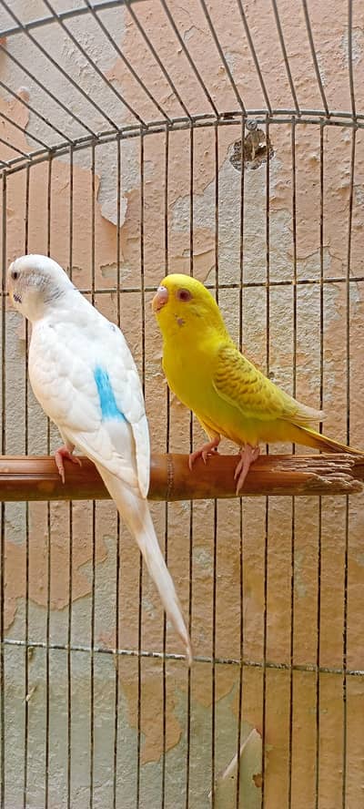 Budgies (Bajri) Australian Parrots In Beautiful Colors