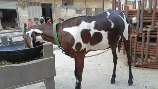 Nagri Female