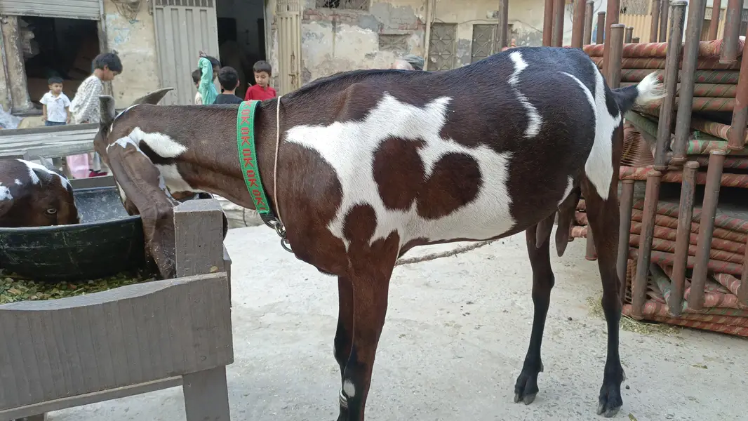 Nagri Female — photo 3