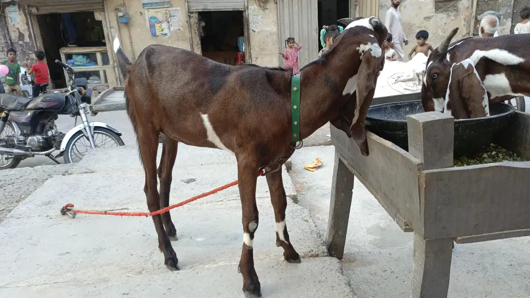 Nagri Female — photo 4