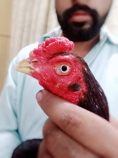 miawali aseel lakha  murga
