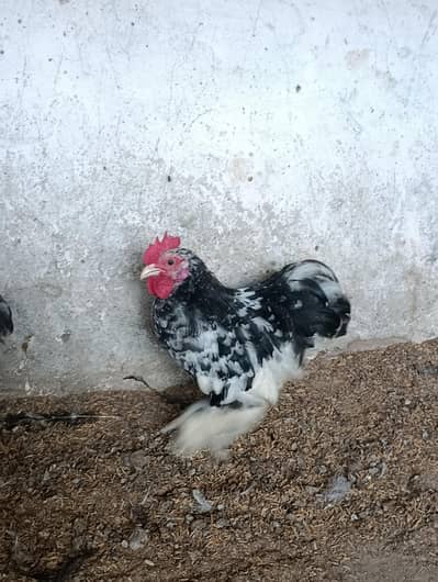 molted bantam male/ white bantam male