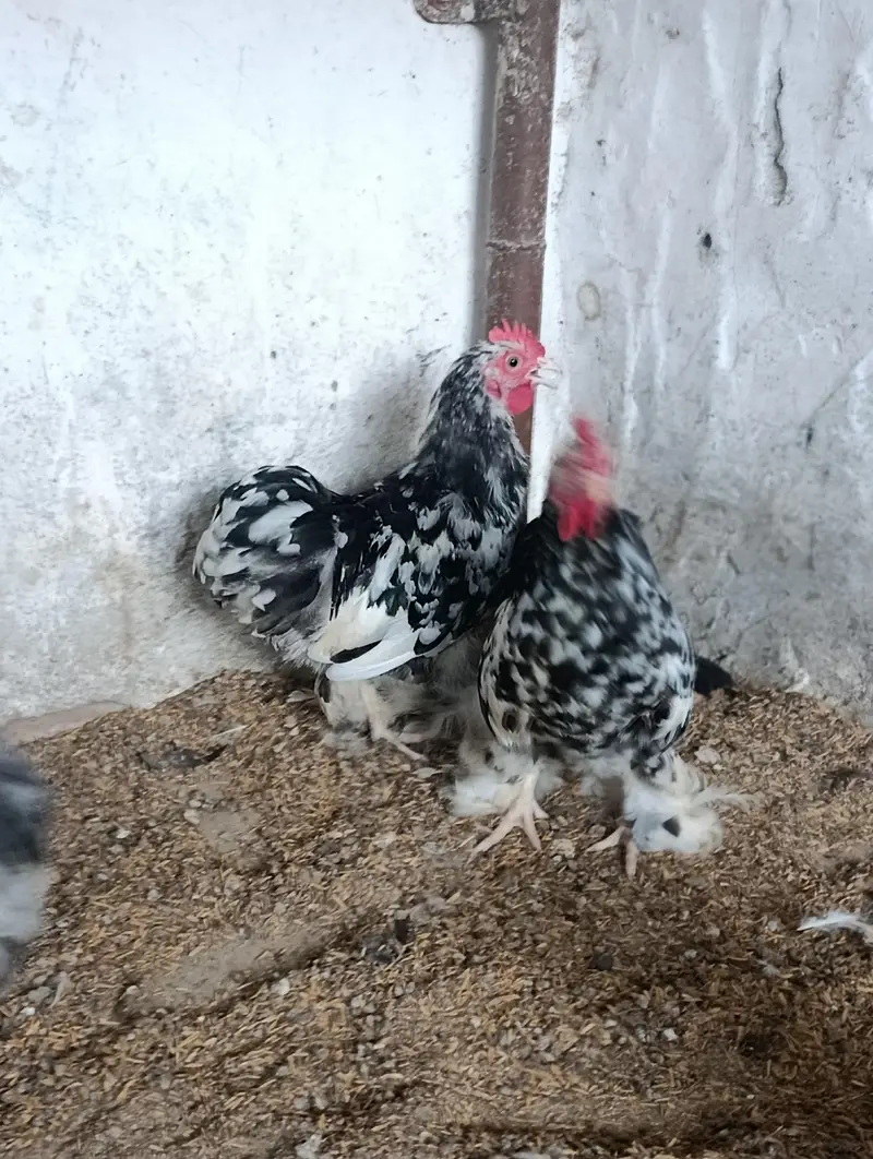 molted bantam male/ white bantam male — photo 2