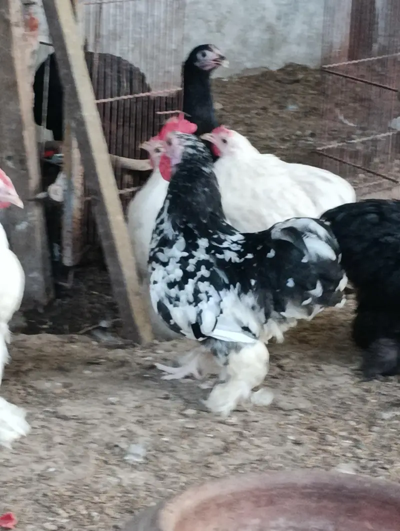 molted bantam male/ white bantam male — photo 3