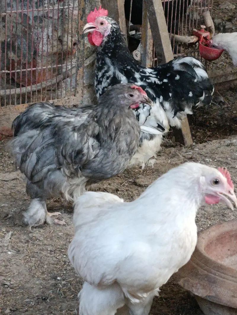 molted bantam male/ white bantam male — photo 4