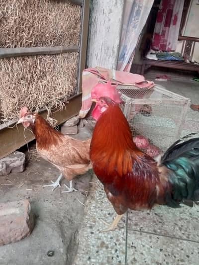 9 Month Healthy Anday Dene Wali Murghi Pair – Rs. 4500