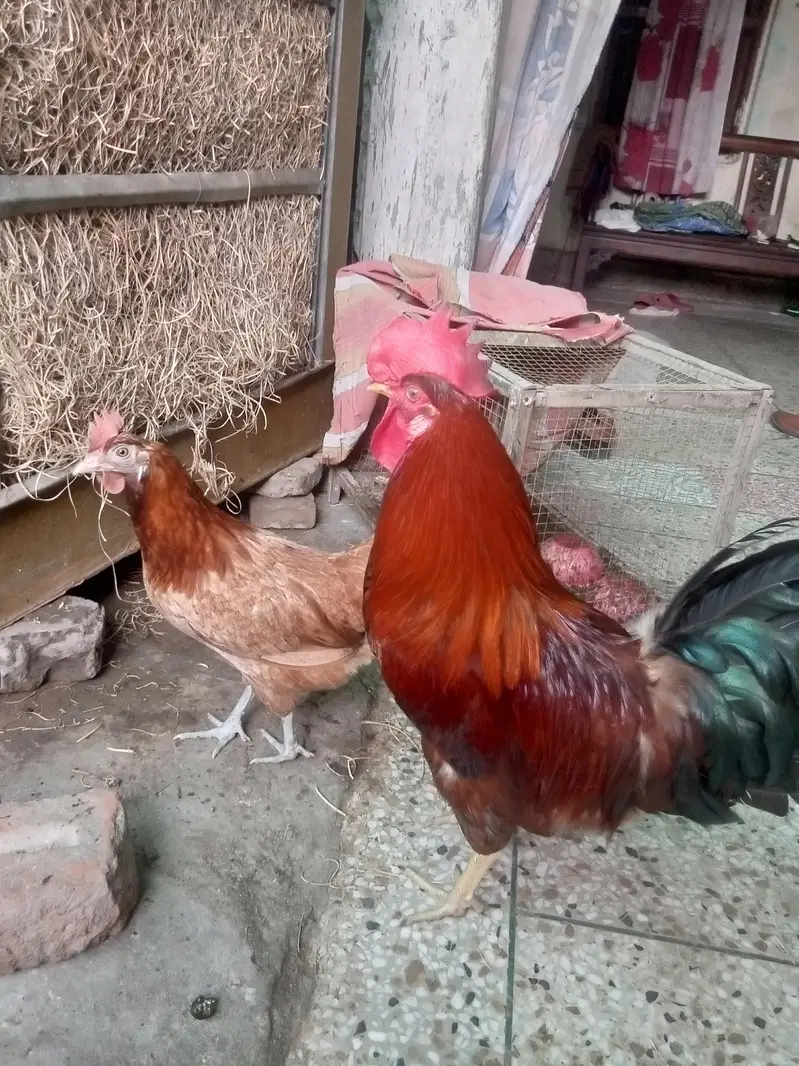 9 Month Healthy Anday Dene Wali Murghi Pair – Rs. 4500 — photo 4