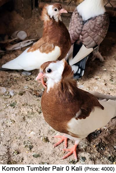 Fancy Mix Pigeons