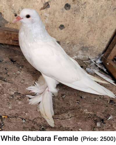 Fancy Mix Pigeons