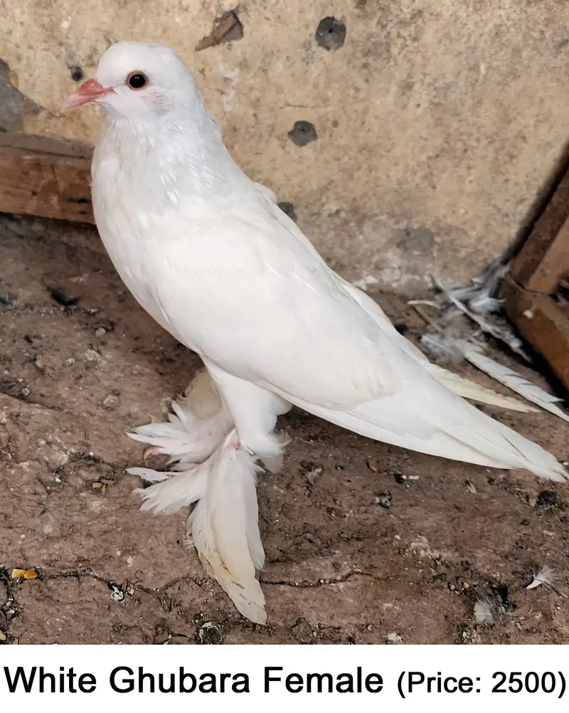 Fancy Mix Pigeons — photo 2