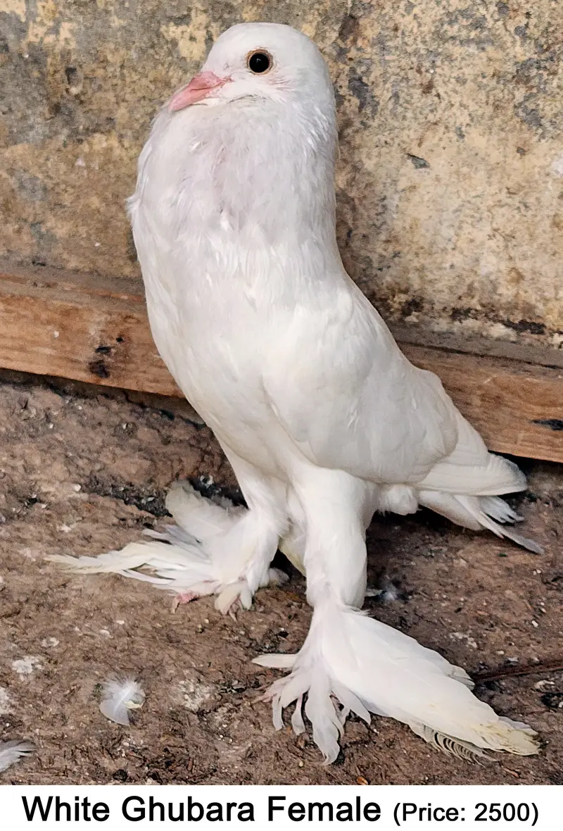 Fancy Mix Pigeons — photo 3