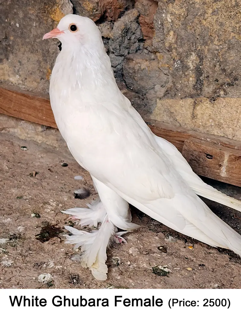 Fancy Mix Pigeons — photo 4