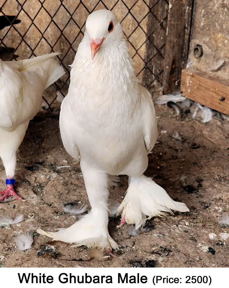 Fancy Mix Pigeons — photo 5