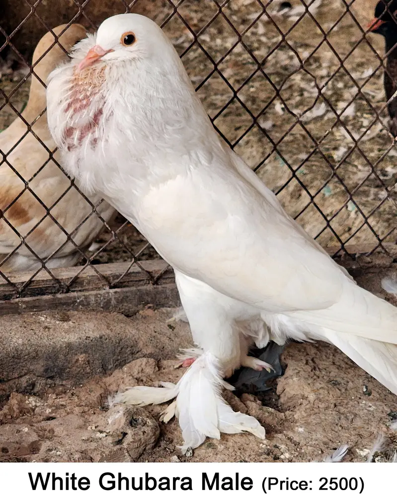 Fancy Mix Pigeons — photo 6