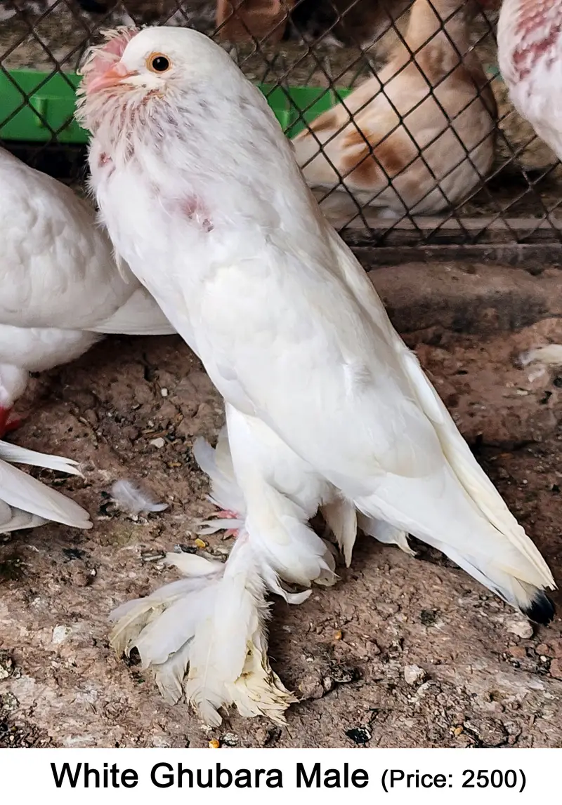 Fancy Mix Pigeons — photo 7