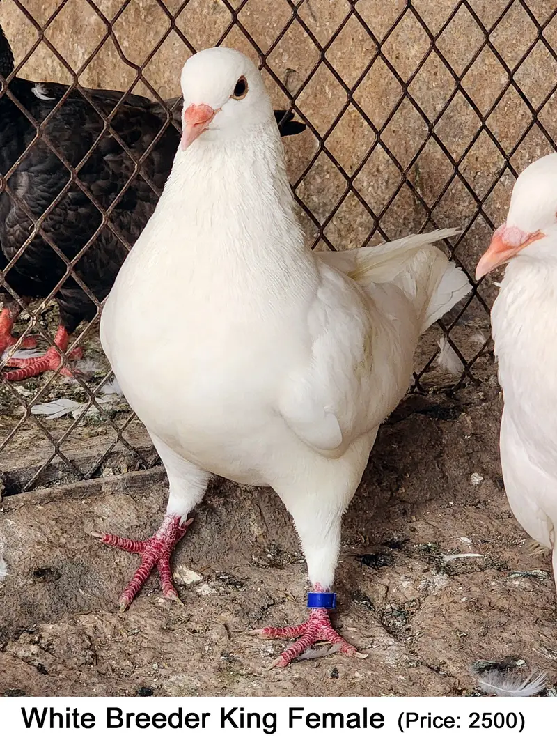Fancy Mix Pigeons — photo 8